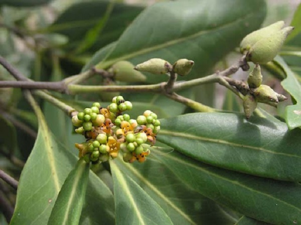 Mắm trắng là loại cây xuất hiện nhiều ở rừng ngập mặn