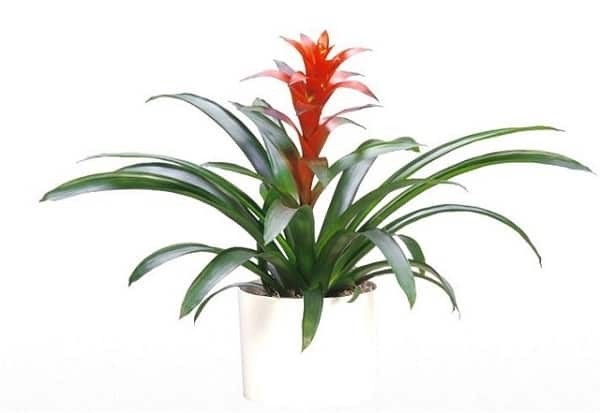 Các Loại Cây Phong Thủy Trồng Trong Nhà Dễ Chăm Sóc