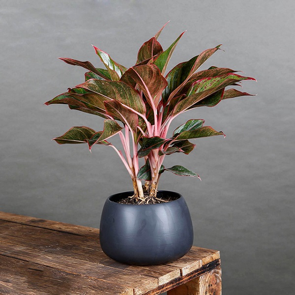 Cây Phú Quý trồng trong nhà sẽ mang ý nghĩa về sự tài lộc, may mắn