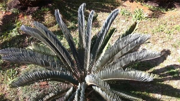 Loại cây này có tuổi thọ lên đến 70 năm