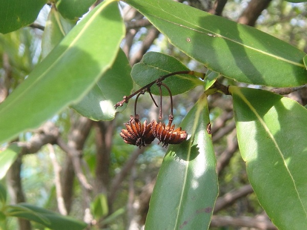 Loại cây quý hiếm này đã từng được coi là tuyệt chủng