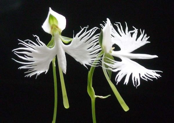 Hình dáng độc đáo của hoa khiến chúng trở nên đặc biệt