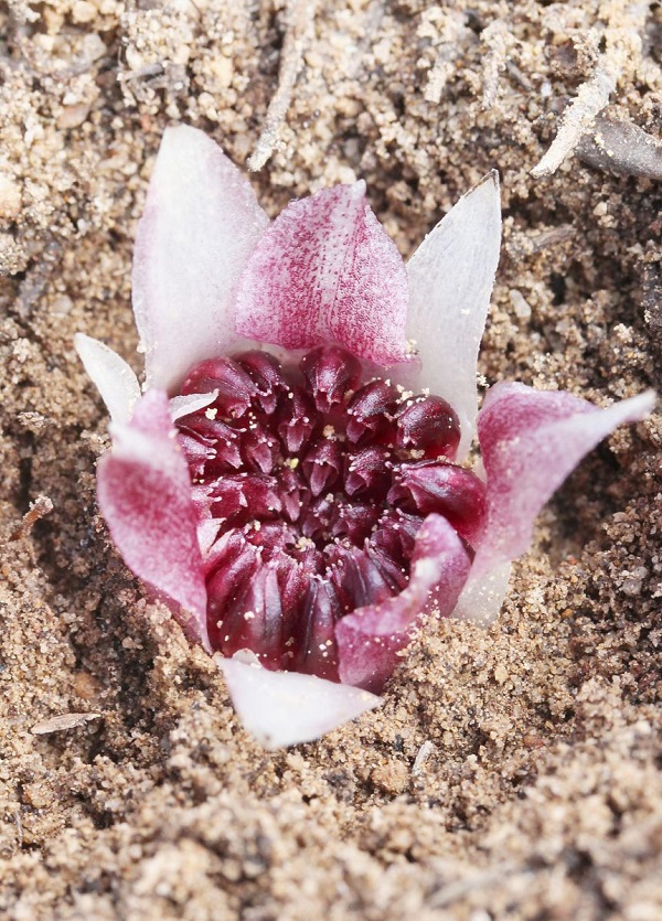 Các Loại Cây Quý Hiếm Trên Thế Giới Có Thể bạn Chưa Biết