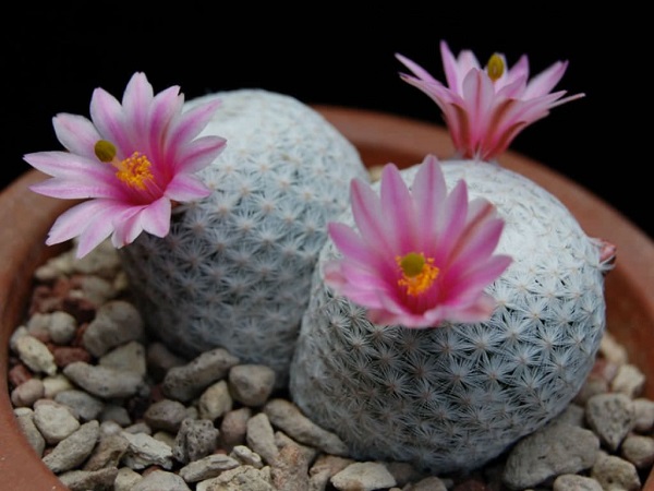 Cây xương rồng có hình dạng tròn giống trái bóng và nở hoa xung quang rất lạ mắt