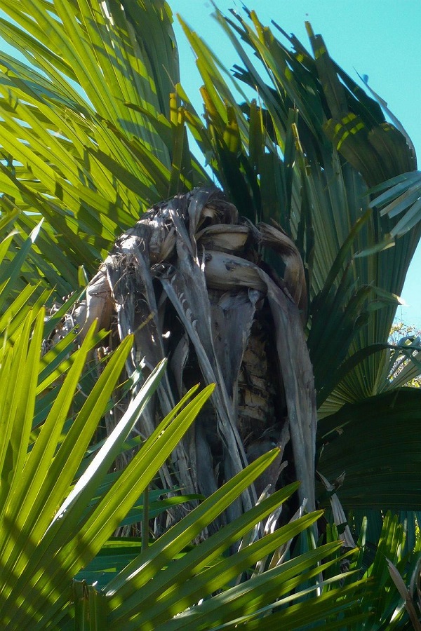 Điểm đặc biệt của loại cây quý hiếm này đó là chỉ nở hoa một lần rồi chết