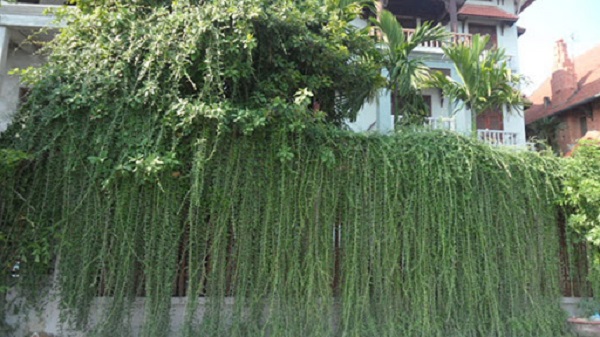 Các Loại Cây Sống Ký Sinh Có Công Dụng Chữa Bệnh