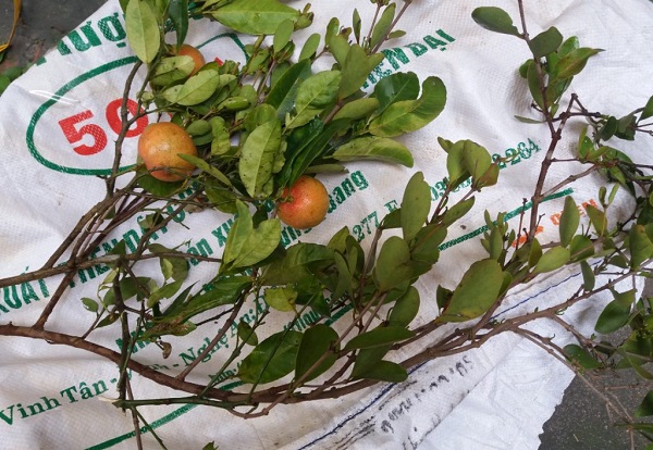 Tầm gửi trên cây chanh có thể điều trị bệnh ho