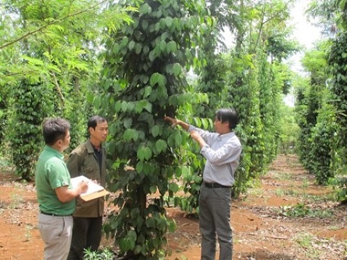 Cây gòn dễ bị kéo đổ khi gió bão lớn