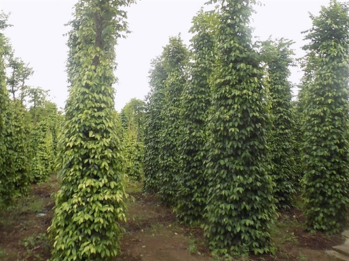 Cây keo dậu ít bị sâu bệnh tấn công gây ảnh hưởng đến cây tiêu