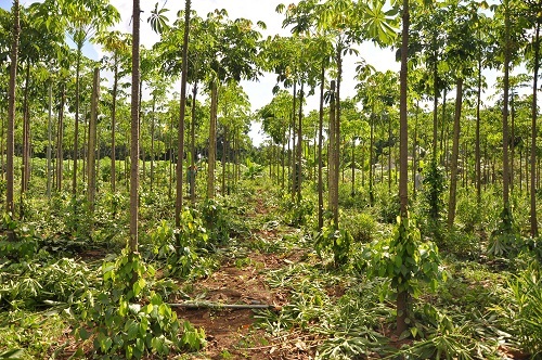 Cây có nhiều rễ ngang nên sẽ phân chia nguồn dinh dưỡng trong đất với cây tiêu