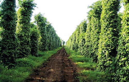 Cây có thời gian phát triển chiều cao khá chậm