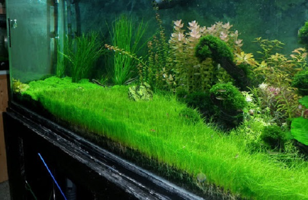 Cây ngưu mao chiên có thể sống trên cạn với đất nền ẩm ướt và đạt chiều cao lên tới 20cm