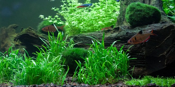 Cây Cỏ Thìa còn cây trồng trong hồ cá tuyệt vời cho các hồ cá thủy sinh bị dư dinh dưỡng