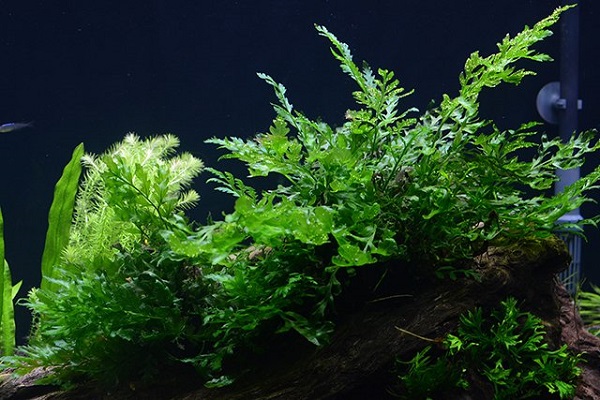 Các Loại Cây Thủy Sinh Cho Hồ Cá Dễ Trồng Nhất