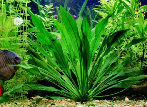 Là loại cây thường được sử dụng làm trung cảnh rất tốt với lá cây to khiến chúng là điểm nhấn của bể