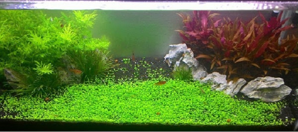 Khi trồng Trân Châu bạn cần chú ý thêm về chất lượng nguồn nước