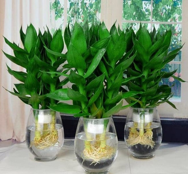 Loại cây này mang đến năng lượng dồi dào và tích cực theo đúng ý nghĩa phong thủy