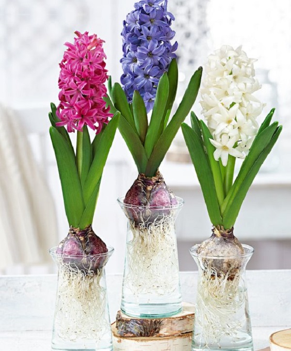 Các Loại Cây Thủy Sinh Để Bàn mang Nét Đẹp Cuốn Hút - Dễ Chăm Sóc