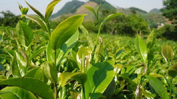 Các Loại Cây Trà Được Trồng Phổ Biến Hiện Nay Tại Việt Nam