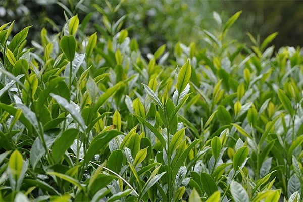 Cây trà sinh trưởng khỏe với phần tán rộng