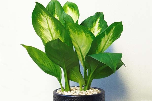 Cây mang ý nghĩa phong thủy tốt đẹp khi được dùng để trang trí nội thất