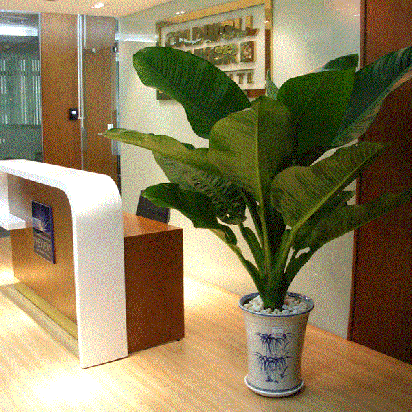 Các Loại Cây Trang Trí Nội Thất Có Điều Kiện Chăm Sóc Đơn Giản