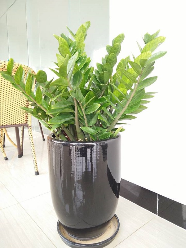 Kim tiền là loại cây trang trí nội thất giúp thanh lọc không khí và mang ý nghĩa phong thủy tốt lành