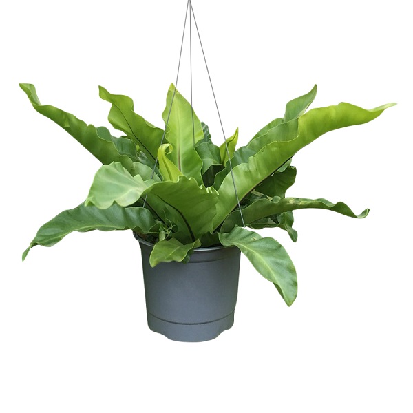 Ráng ổ phụng cũng là loại cây trồng treo trên tường đẹp mắt