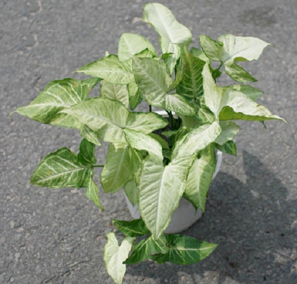 Nói đến những loại cây trồng treo trên tường thì không thể bỏ qua cây tróc bạc