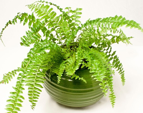 Các Loại Cây Treo Tường Vẫn Có Thể Sinh Trưởng Tốt