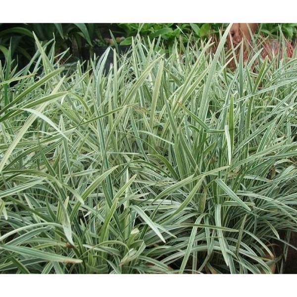 Loại cây thân thảo dạng bụi này rất thích hợp để trồng treo trên tường