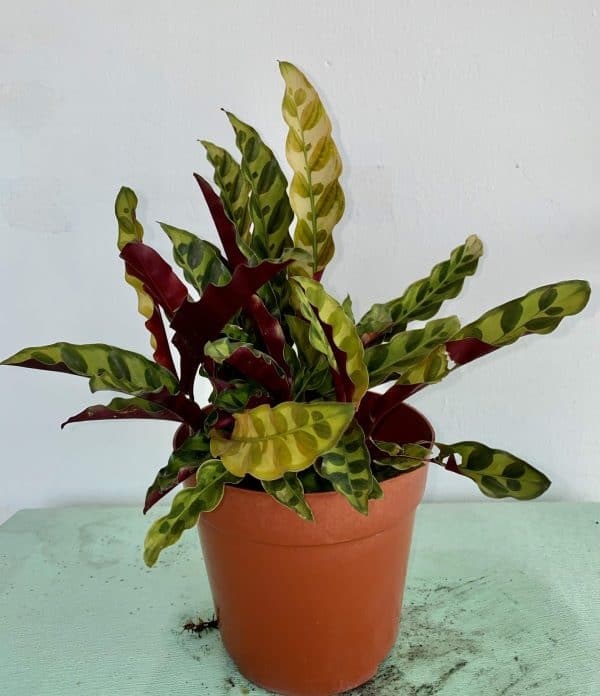 Đuôi phụng là loại cây treo tường dễ trồng và chăm sóc