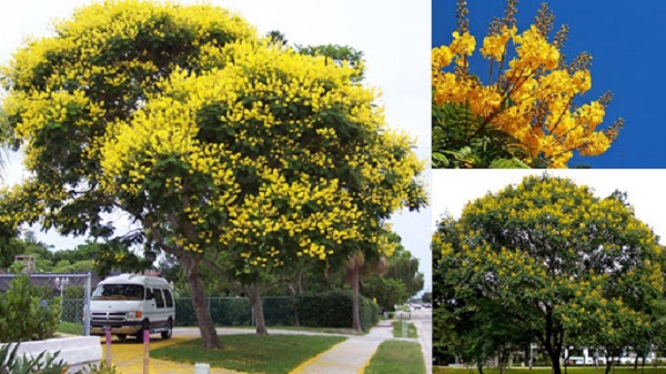 Mỗi năm khi đến mùa hoa nở, những bông hoa xinh xắn với sắc vàng tươi tắn làm bừng sáng cả một khoảng trời