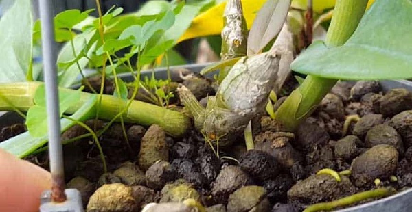 Thiếu bất kỳ dưỡng chất nào đều làm cây lan sinh trưởng kém đi