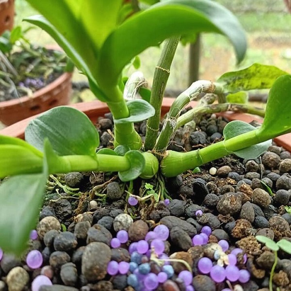 Cách Bón Phân Cho Lan Để Cây Luôn Sinh Trưởng Tốt