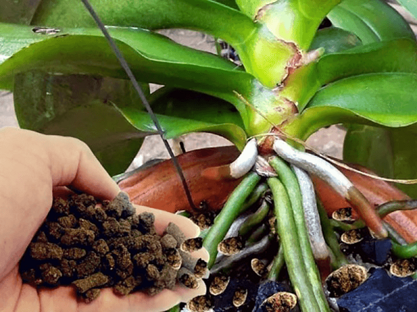 Kỹ thuật bón phân hợp lí cho lan xanh tốt