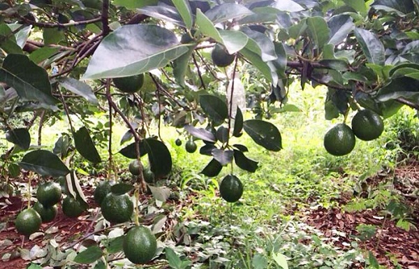 Cây bơ trong giai đoạn kinh doanh cần bón phân từ 3 - 4 đợt trong 1 năm