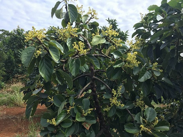 Cách Chăm Sóc Cây Bơ Khi Ra Hoa Để Đậu Nhiều Trái