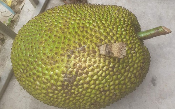 Đóng cọc vào trái mít cũng là cách để mít nhanh chín hơn