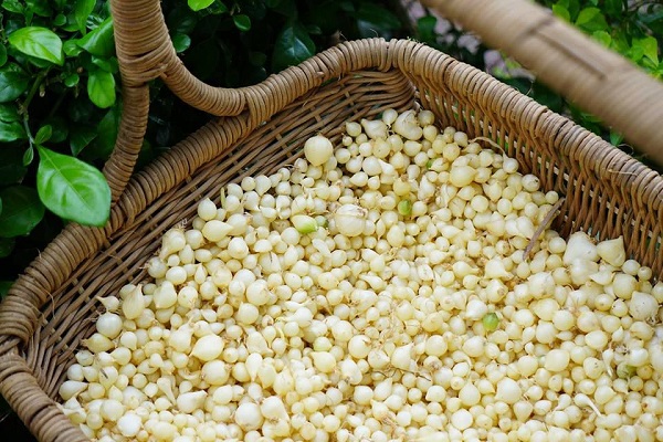 Cách Làm Thuốc Trừ Sâu Sinh Học Tại Nhà