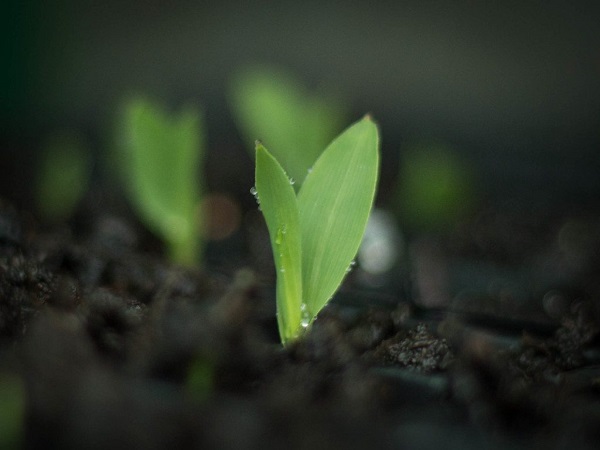 Cách Ngâm Ủ Hạt Giông Ngô Cho Tỷ Lệ Nảy Mầm Cao