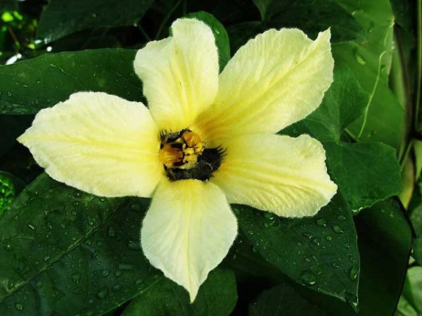 Quan sát hình thái bên ngoài của cây gấc có thể biết được chúng là cây cái hay cây đực