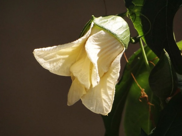 Cây gấc đực chỉ ra hoa đực không chứa bầu nhị nên khá dễ để nhận biết