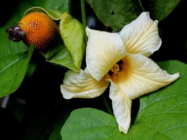 Chia Sẻ Cách Nhận Biết Cây Gấc Đực