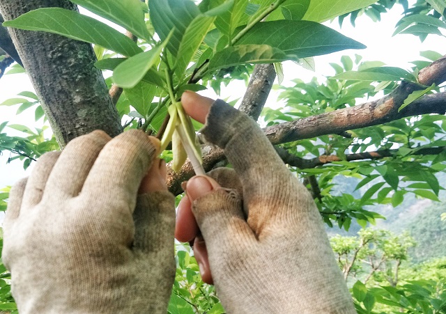 Hướng Dẫn Cách Thụ Phấn Cho Cây Na Sai Quả