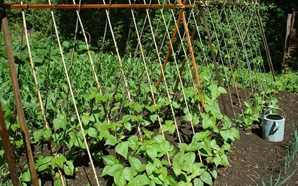 Thông thường hạt đậu đũa gieo từ 7 - 10 ngày sẽ nảy mầm