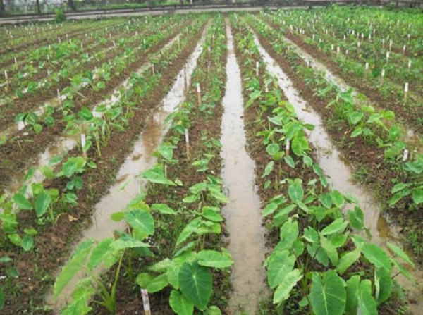 Mật độ trồng cây khoai Sọ không nên quá dày