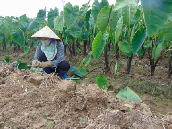 Cách Trồng Khoai Sọ Cho Củ Lớn - Đều Nhau