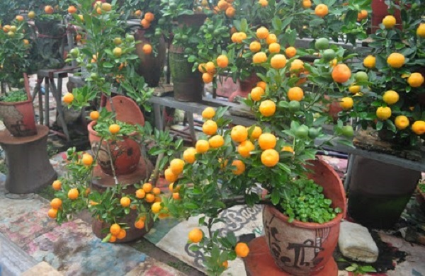 Cách Trồng Quất Bonsai Đơn Giản - Sinh Trưởng Khoẻ Mạnh