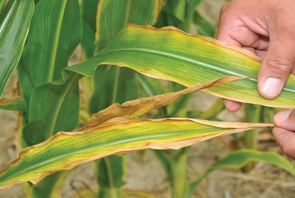 Cây bị ngộ độc đạm có nhiều đấu hiệu để nhận biết